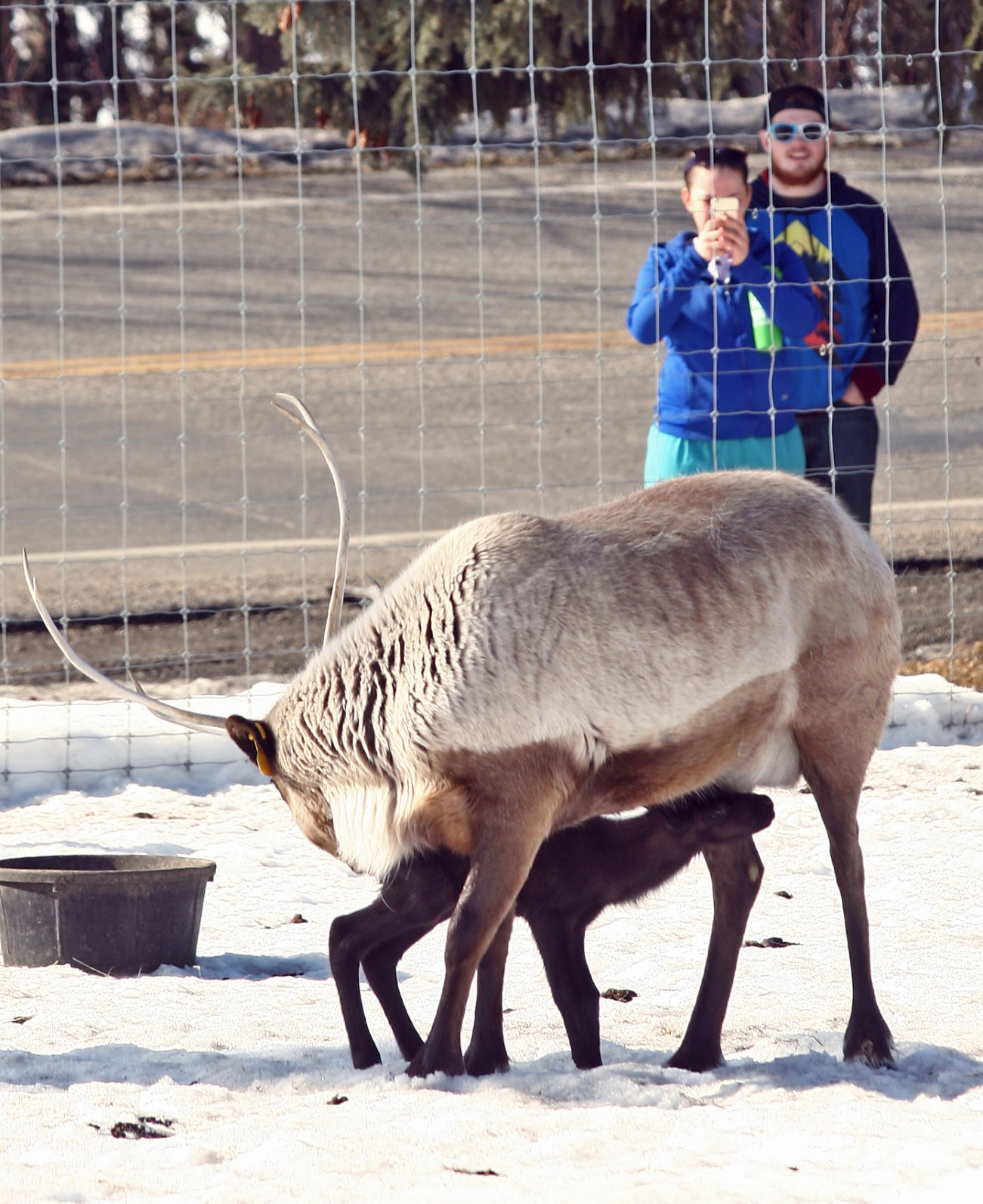 UAF reindeer visitors